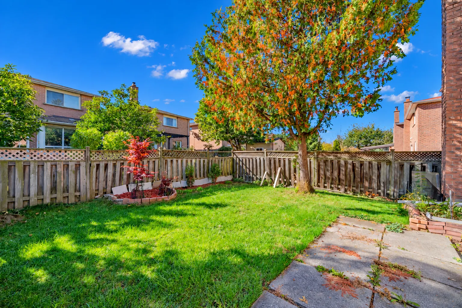 The back yard: a lawn, a maple, a curved flower bed with a red Japanese maple, a concrete patio, wood fences